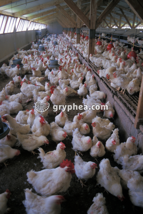 Poules - Elevage - gryphea.com